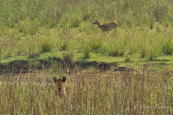 Jeune tigresse chassant, Telia, Tadoba