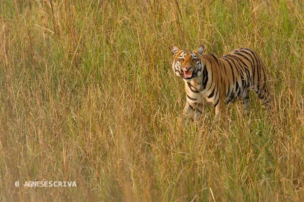 Jeune tigresse en flehmen, Telia, Tadoba