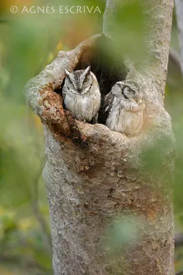 Chouettes petit-duc - Indian Scops Owl