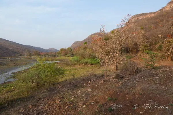 Paysage de Ranthambore