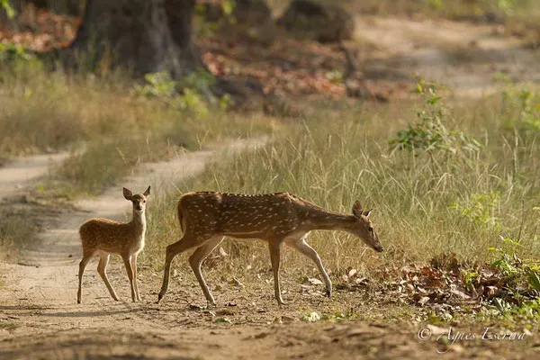 Cerf axis femelle et jeune