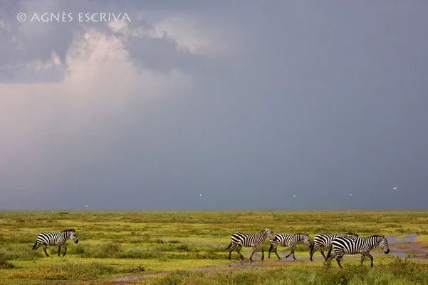 Zèbres après l'orage - Tanzanie 2008