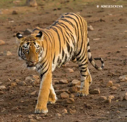 Jeune tigresse, Telia, Tadoba