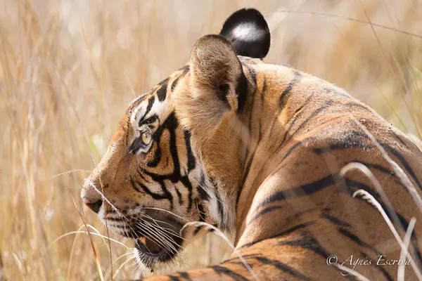 Profil