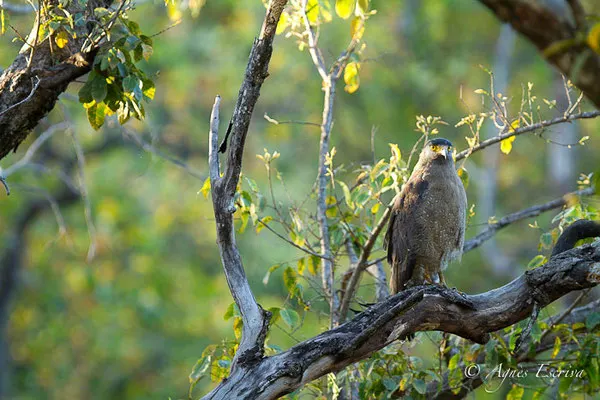 Serpent eagle