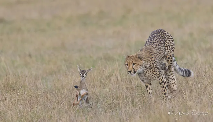 Mara - Kenya février 2017