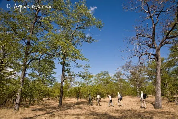 Walking safari à South Luangwa - Zambie mai 2009