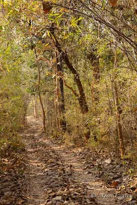 Forêt de bambous, Tadoba
