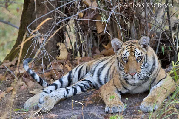 Le repos du jeune tigre