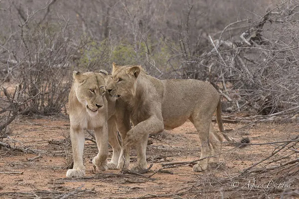 Timbavati - Afrique du Sud - Octobre 2016