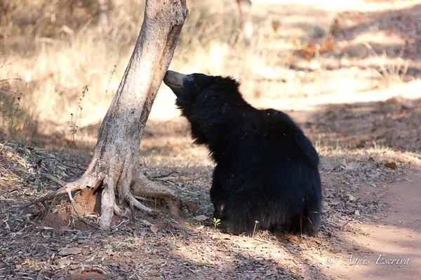 Ours lippu, Bandhavgarh