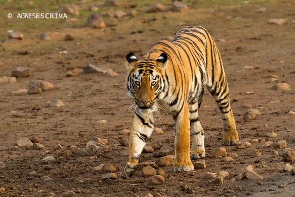 Jeune tigresse, Telia, Tadoba