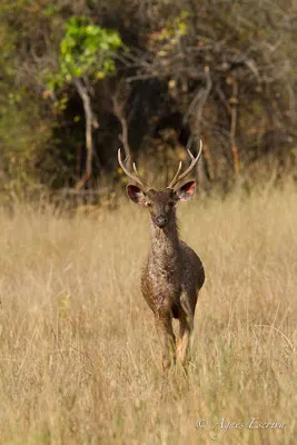 Sambar mâle