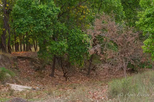 Jeune tigre de Rajbehra
