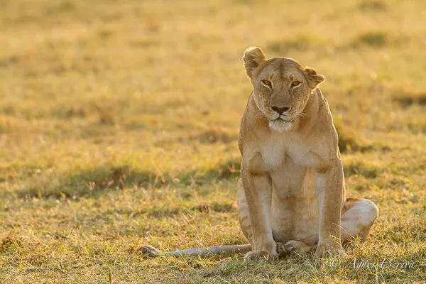 Kenya - été 2014