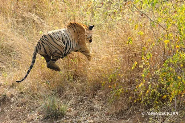 Jeune tigresse de 18 mois, Telia, Tadoba-Andhari, sautant sur sa soeur