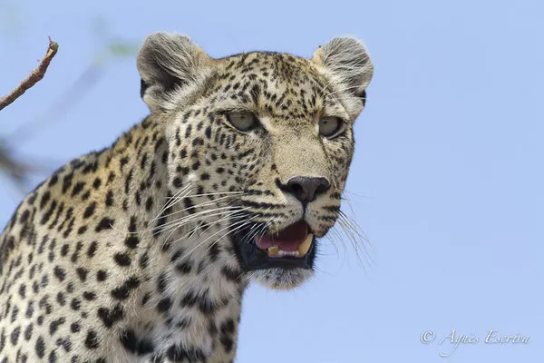 Timbavati - Afrique du Sud - Octobre 2016