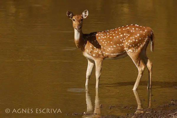 Cerf et son reflet
