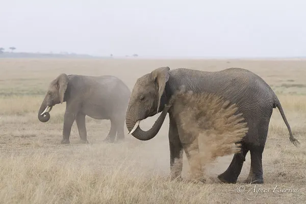 Mara - Kenya été 2016