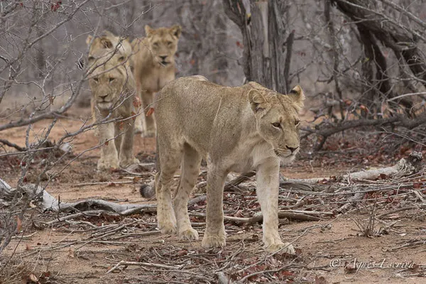 Timbavati - Afrique du Sud - Octobre 2016