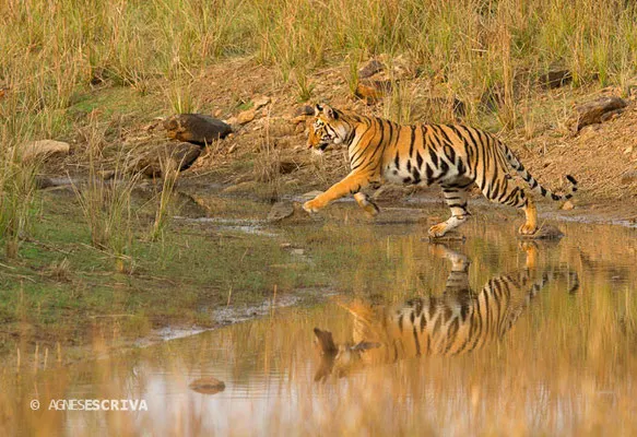 Jeune tigresse, Telia, Tadoba