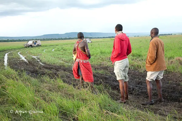 Embourbement, Masaï Mara, Kenya, décembre 2011