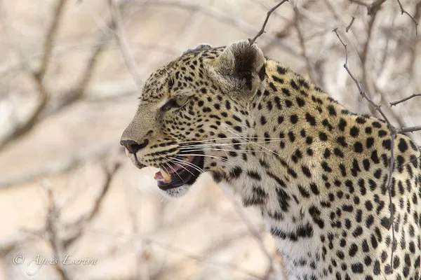 Timbavati - Afrique du Sud - Octobre 2016