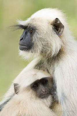 Mère et jeune langur