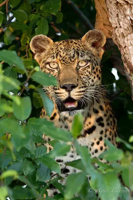 Afrique du Sud - février 2015
