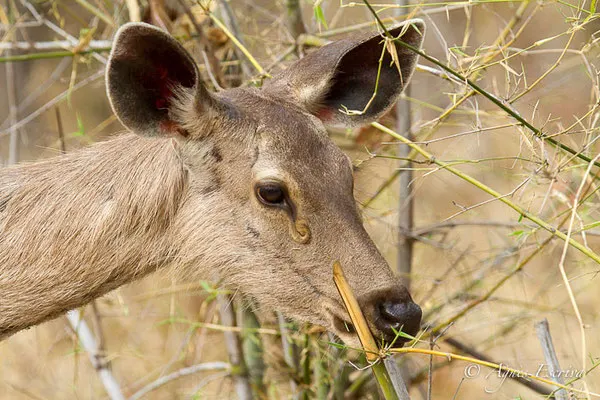 Sambar femelle