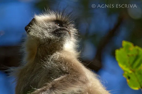 Singe  langur