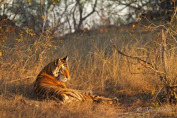 Kankati, tigresse de 6 ans, Bandhavgarh
