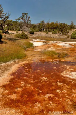 Mammoth hot springs, Parc du Yellowstone