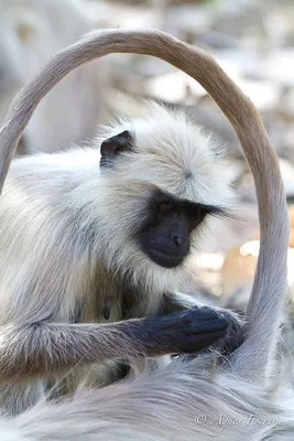Singe entelle ou langur en plein épouillage