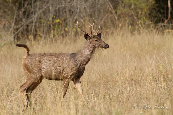 Sambar mâle en alerte, Bandhavgarh