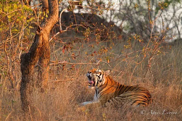 Kankati, tigresse de 6 ans, Bandhavgarh
