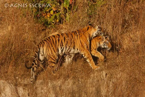 Jeune tigre et sa mère