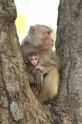 Mère et jeune 2