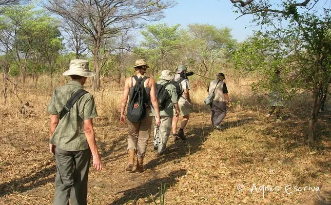 Safari à pied - South Luangwa - Zambie nov 2005