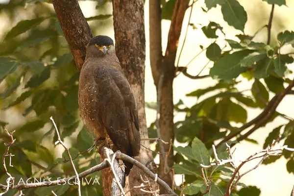 Serpent eagle