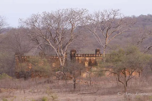 Palais, Ranthambore