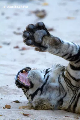 Bamera, le mâle dominant de Tala, Bandhavgarh