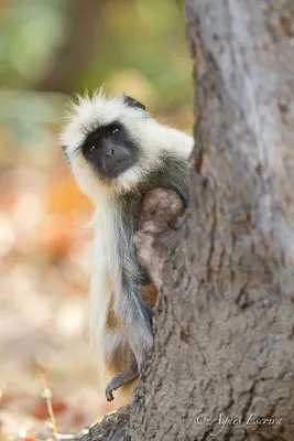 Curieuse