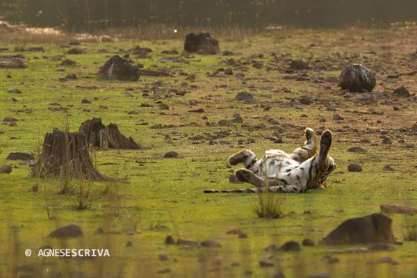 Jeune tigresse, Telia, Tadoba