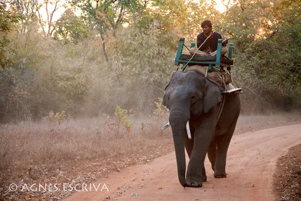 Un mahout et sa monture - Bandhavgarh, février 2010