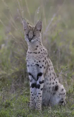 Mara - Kenya février 2017