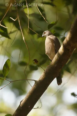 Shikra -épervier