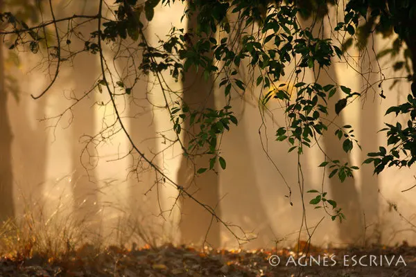 Forêt de sals