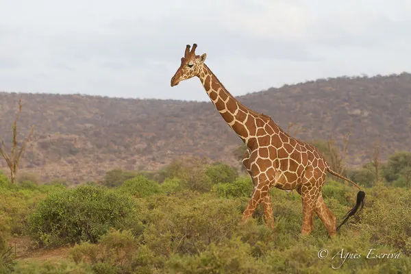 Samburu - Kenya février 2017