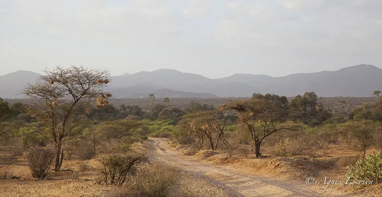 Samburu - Kenya février 2017